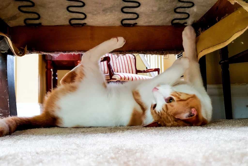 ¿Por qué mi gato rasca los muebles?