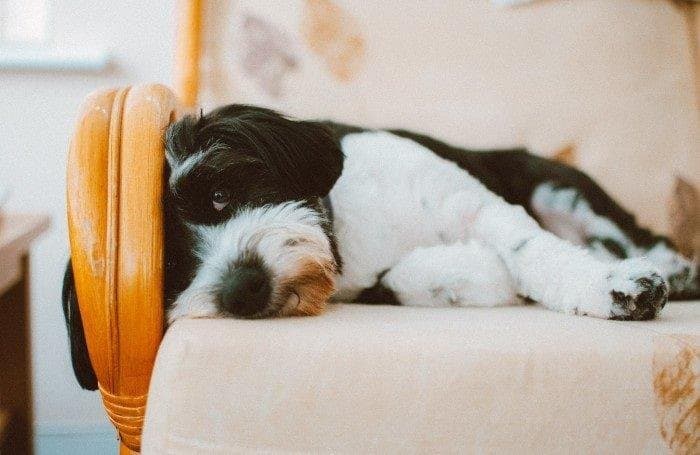 ¿Puedo dejar al perro solo en casa 8 horas?
