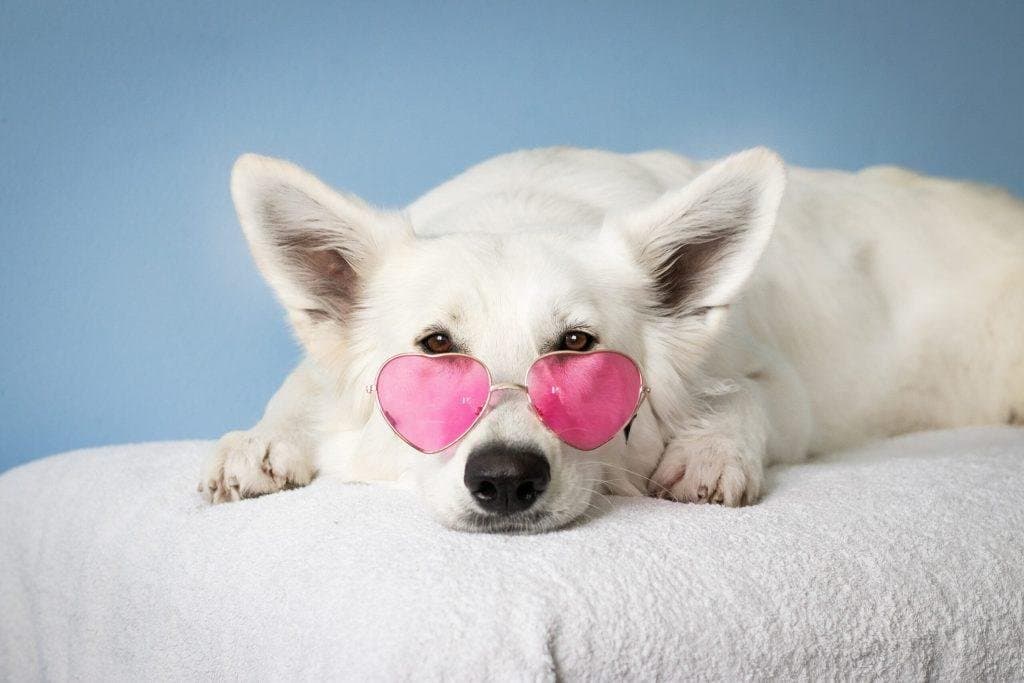 ¿Pueden los perros enamorarse de los humanos?