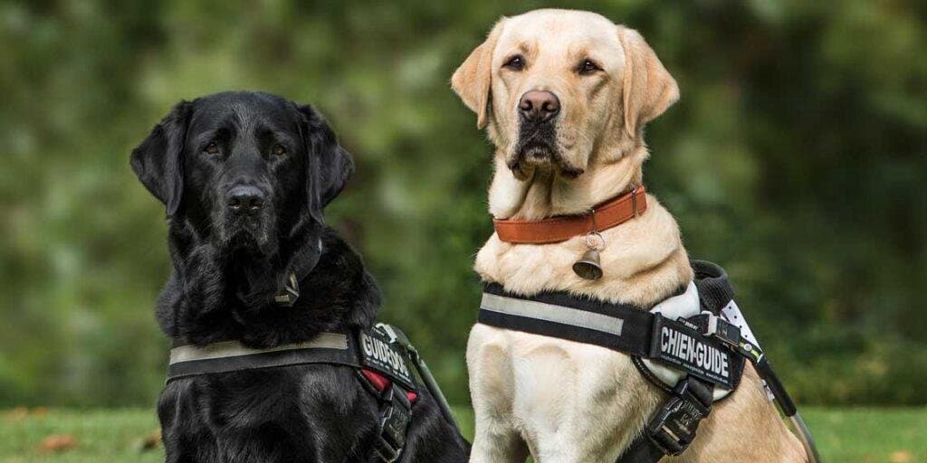 ¿Qué es mejor, arnés o collar para perros?