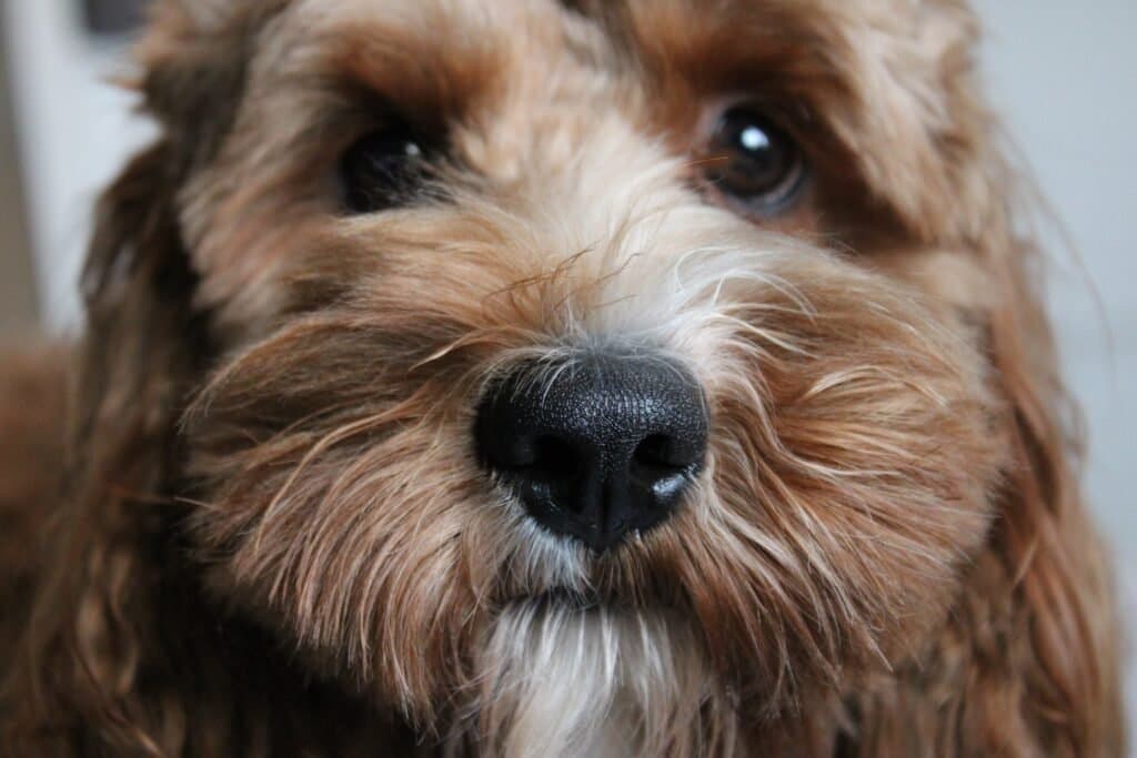 ¿Qué significa la nariz fría y húmeda de un perro?