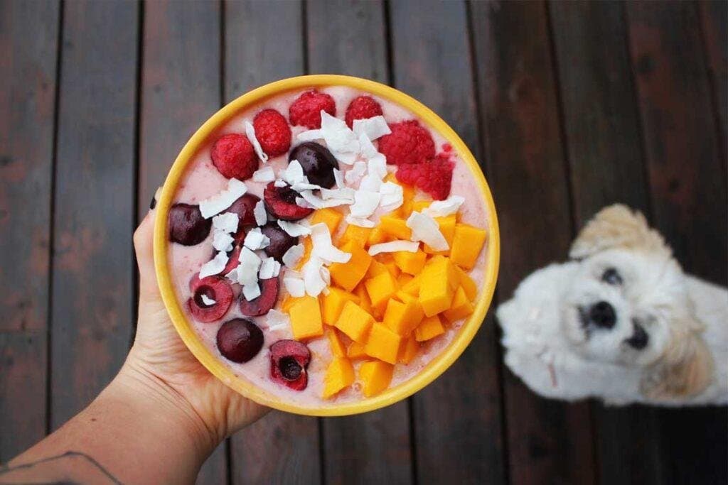 ¿Qué verduras y frutas pueden comer los perros?