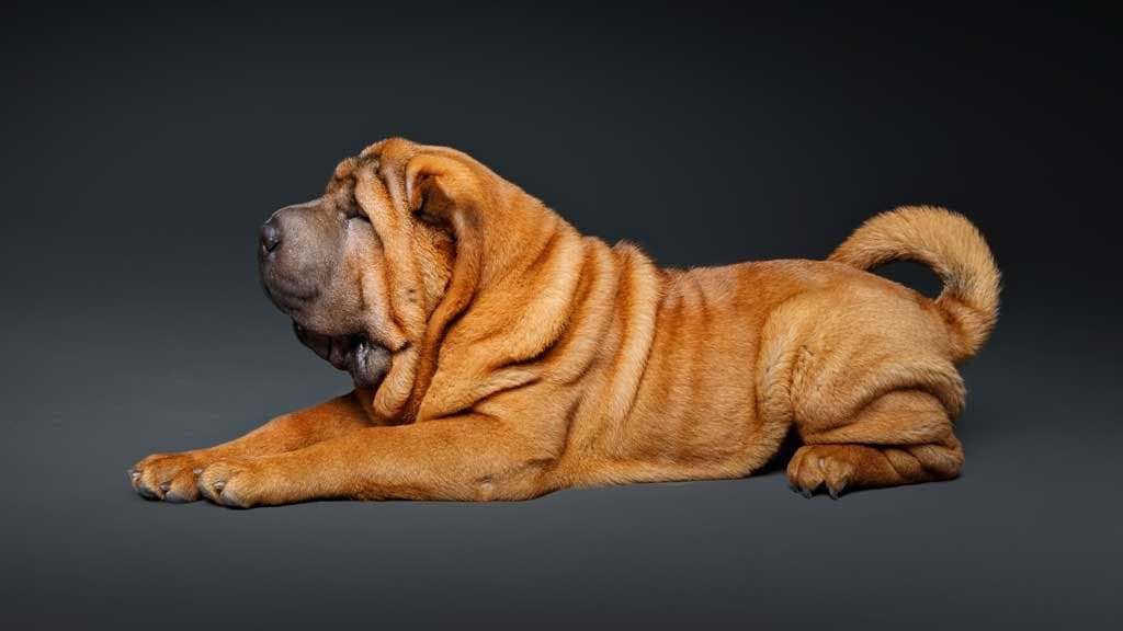 Razas de perros arrugados