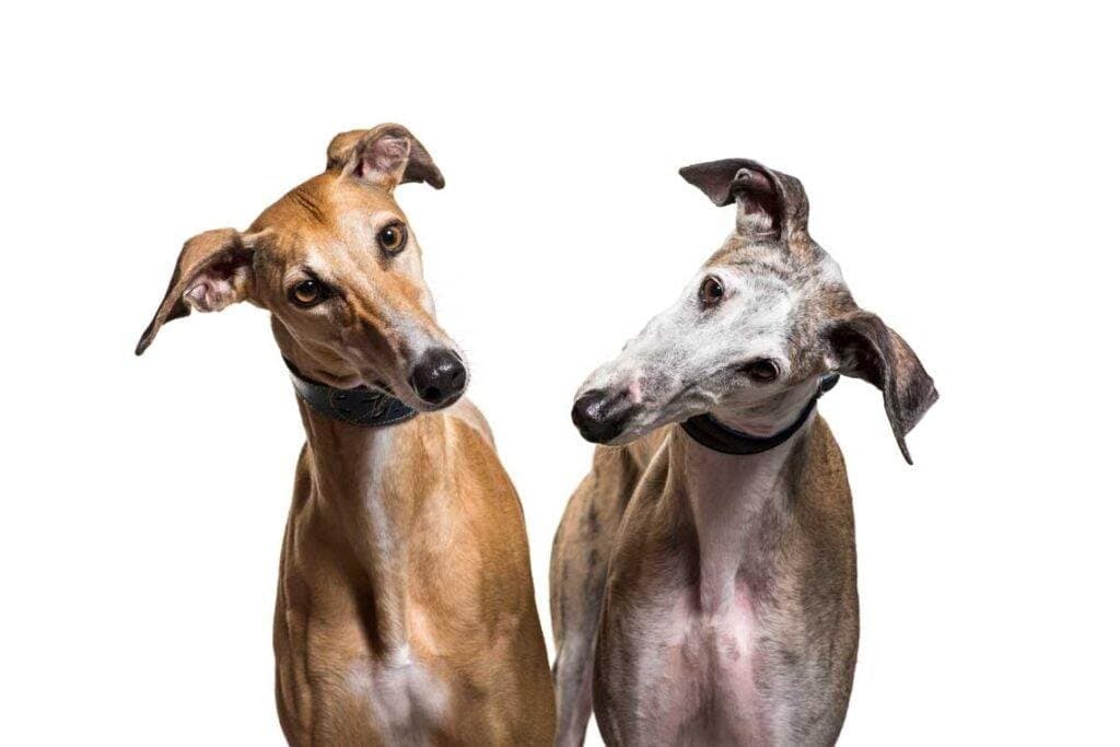 Razas de perros españoles