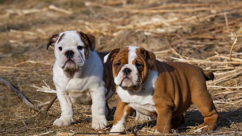 Razas de perros franceses
