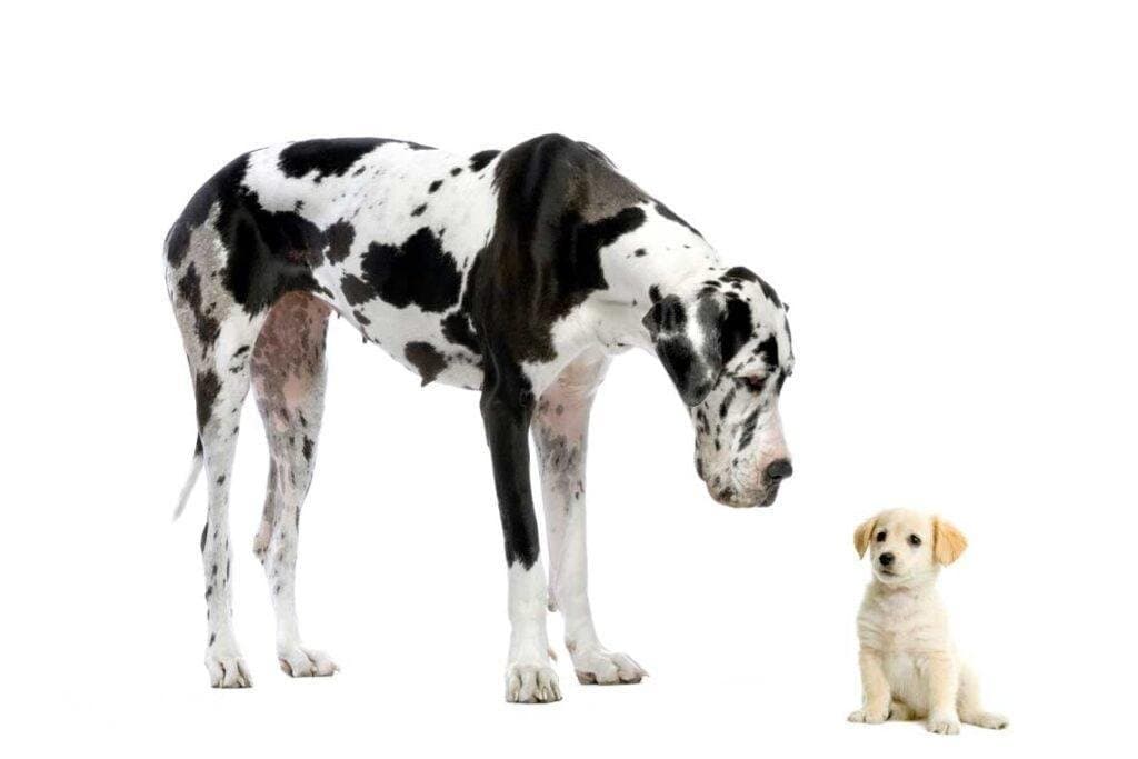 11 razas de perros gigantes