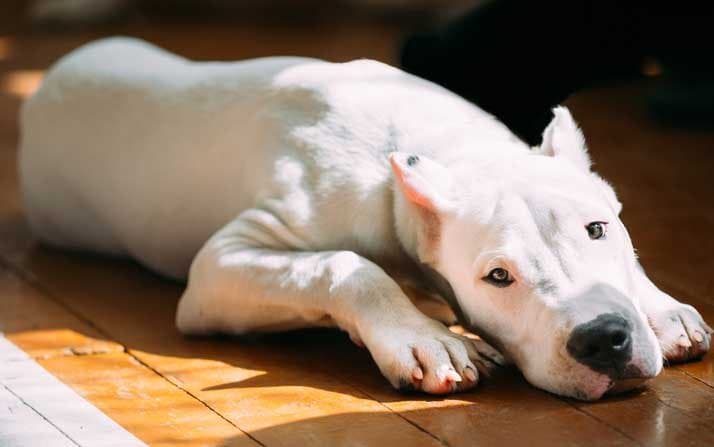 5 Razas de perros grandes