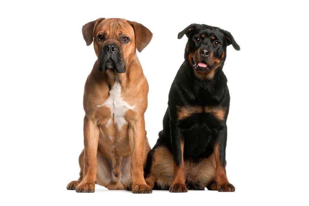 Razas de perros molosos