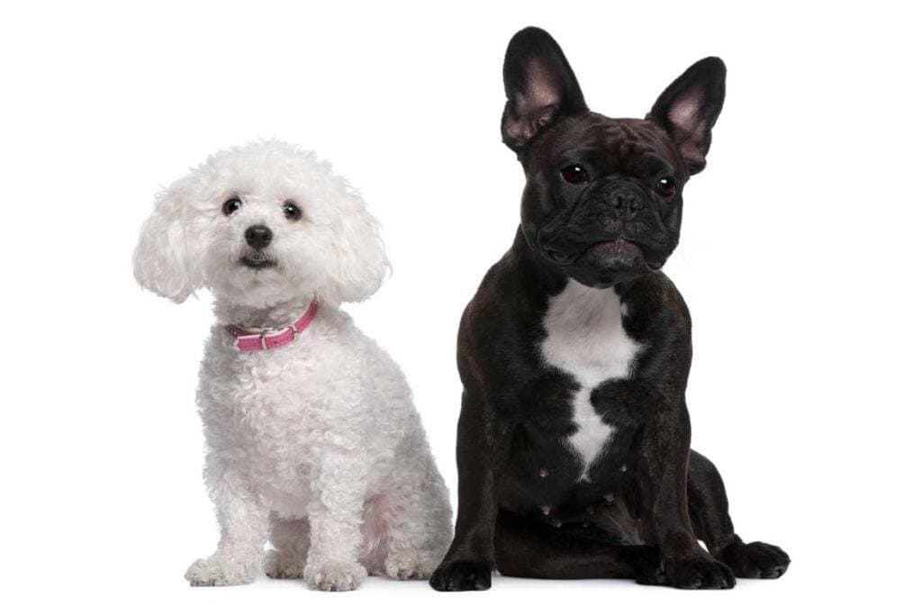 5 razas de perros pequeños