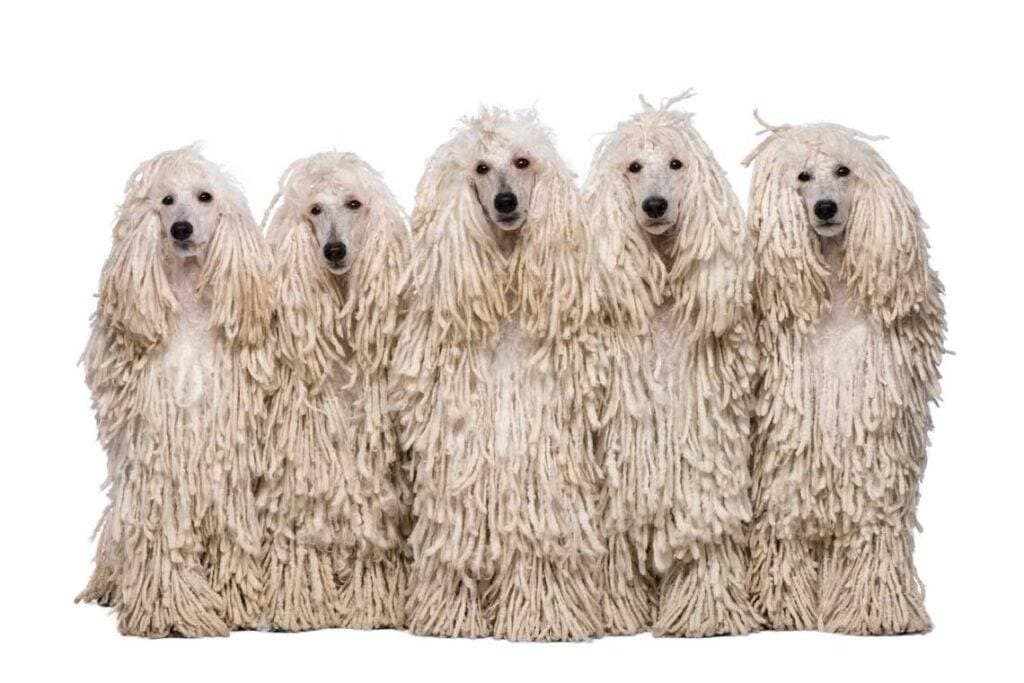8 razas de perros pequeños blancos