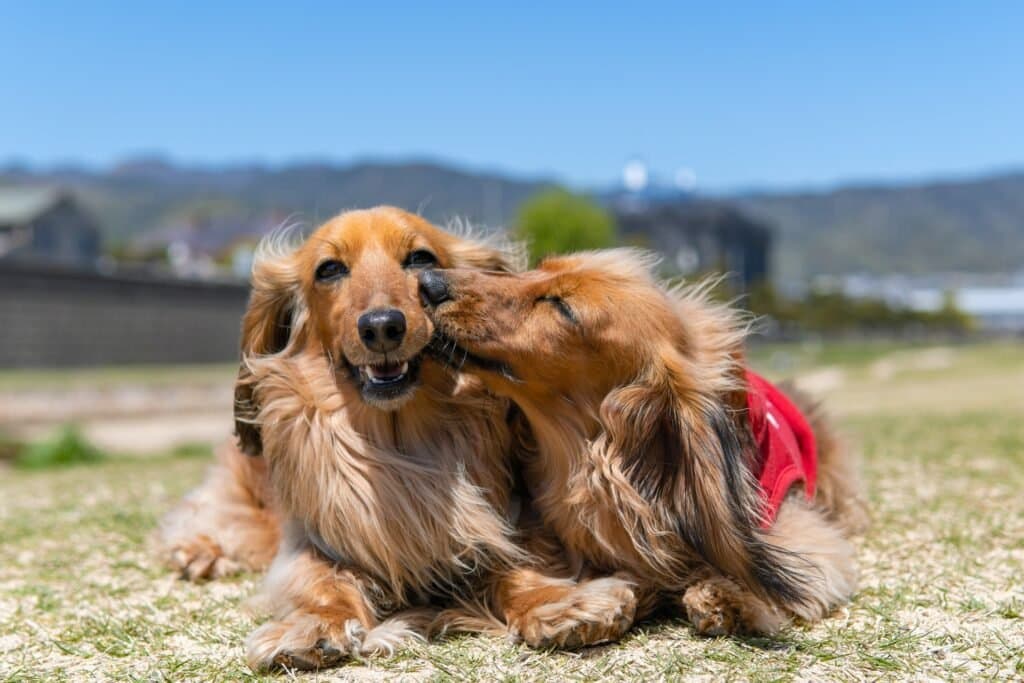 5 razones por las que los perros se besan