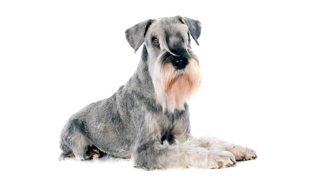 Schnauzer Estándar