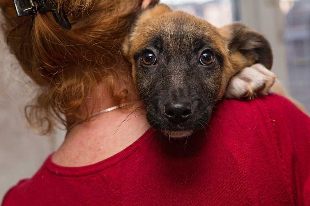 5 señales de perros maltratados