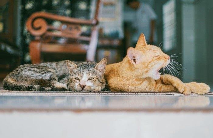5 síntomas de un gato aburrido
