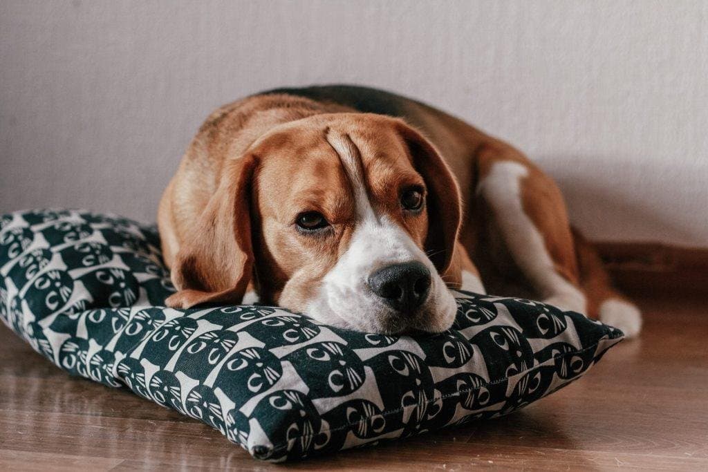 6 síntomas que indican que tu perro está aburrido