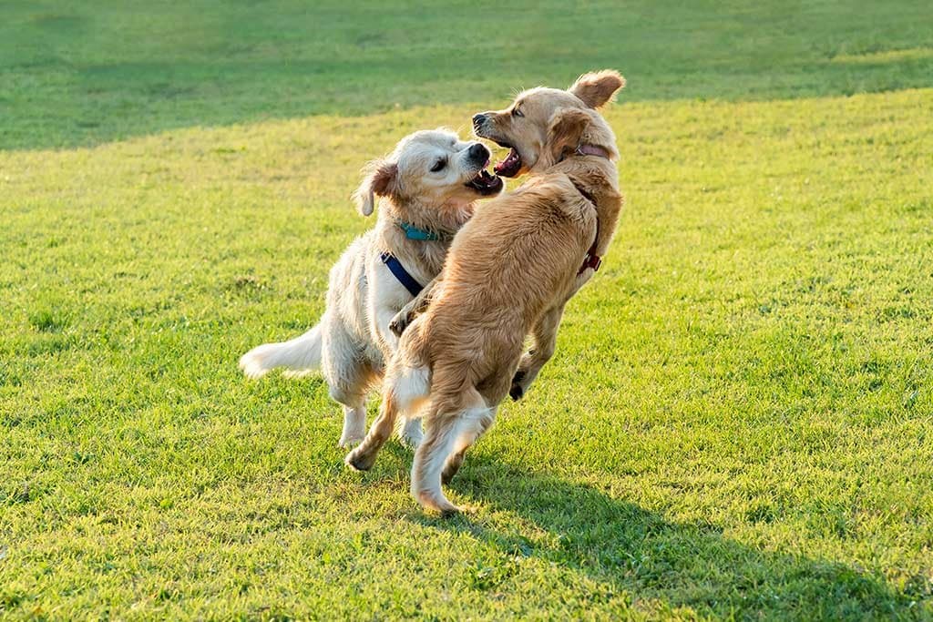 ¿Cómo hacer para que dos perros macho no se peleen?