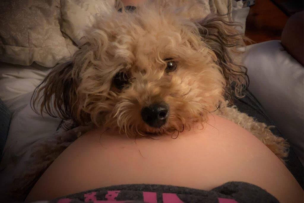 Tengo un perro y pronto nacerá mi niño