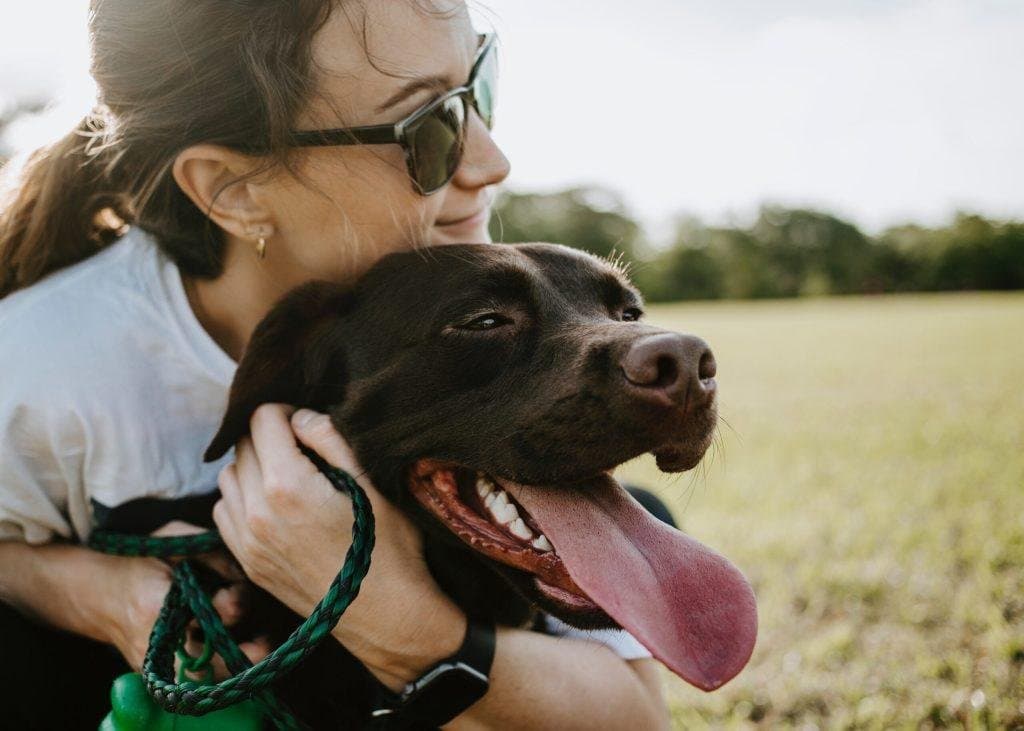 ¿Tienen los perros una persona favorita?