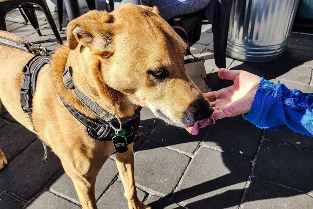 5 tipos de arneses para perros