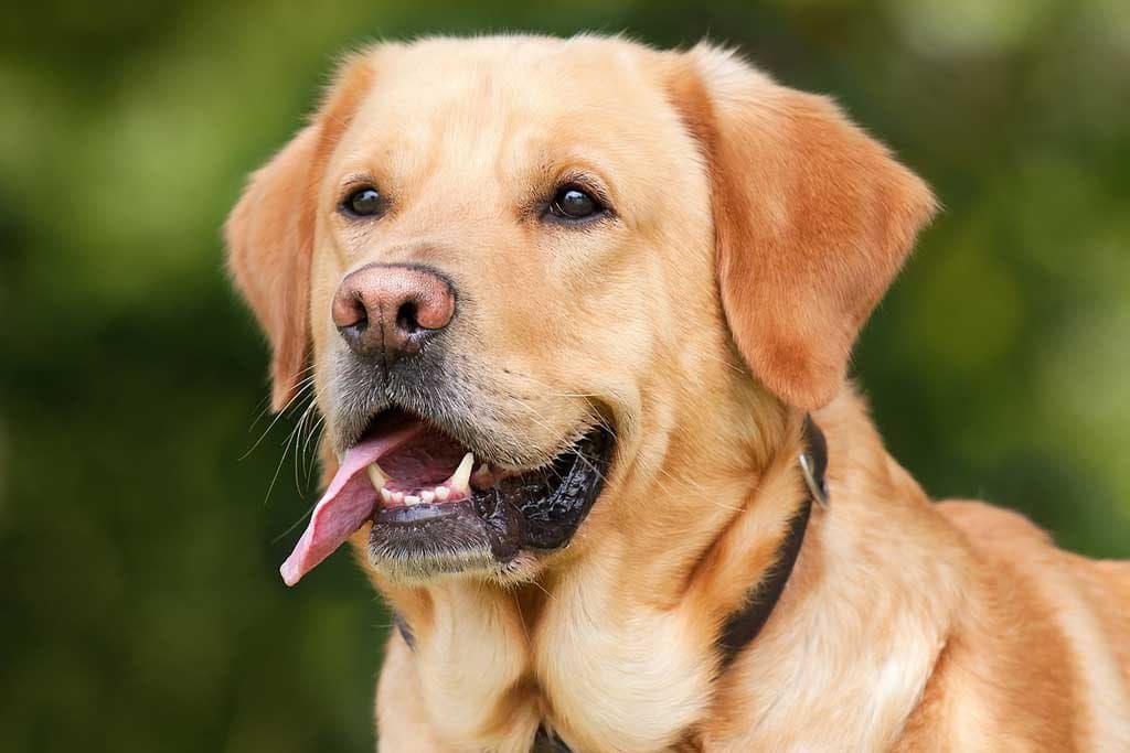 Tipos de labrador