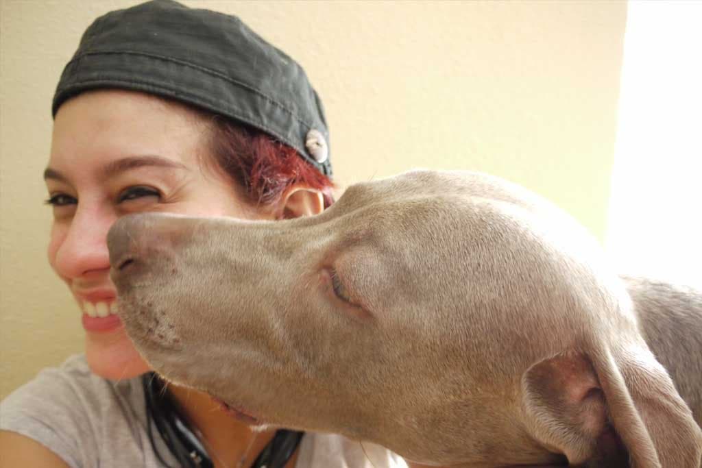 Tipos de perros bracos