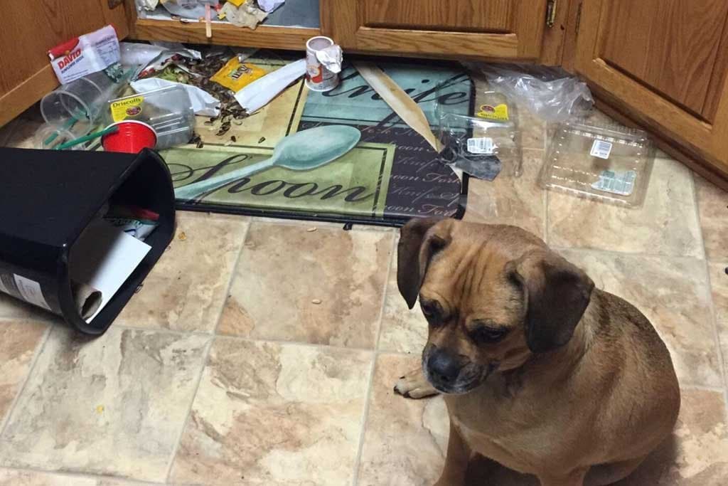 ¿Tu perro busca vengarse de vos?