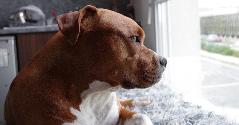 Me voy de vacaciones, qué hago con mi perro?