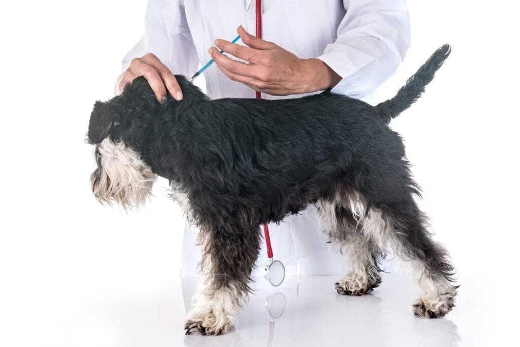 ¿Cuáles son las vacunas que hay que darles a nuestros animales todos los años?