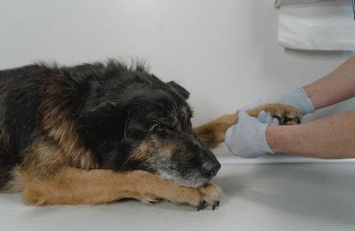 Miedo a la visita al veterinario