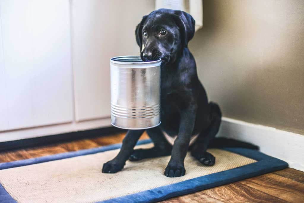 Vómito vs regurgitación en perros