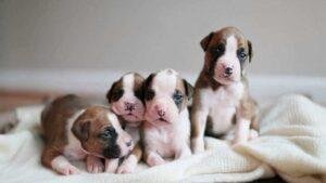 A que edad debemos separar a los cachorros de sus madres
