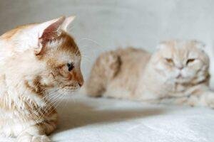 Como hacer que un gato acepte a otro
