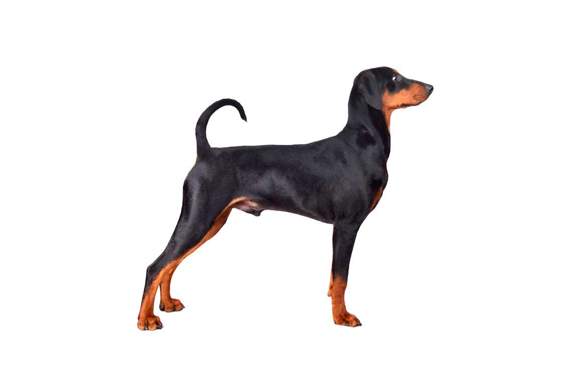doberman
