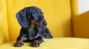 Dachshund (Perro Salchicha)